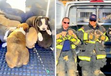 Brave Fire Crew Rescue 8 Puppies Stuck Under Apartment, Mama Dog Still Missing