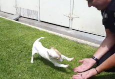 Drugged-Up Puppy Rescued From Motel Drug Bust Sees His Officer Again