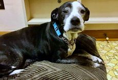 Family Brings Dog To Be Euthanized Because They ‘Don’t Want To Care For Her Anymore’