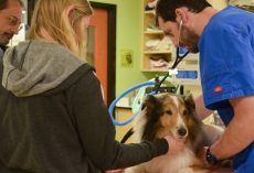 Paralyzed Dog Was Set To Be Euthanized When They Felt A Tick On Him