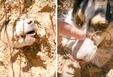 Owner Mercilessly Shoots Dog 40 Times, Ties Her Up With Wire & Buries Her Alive