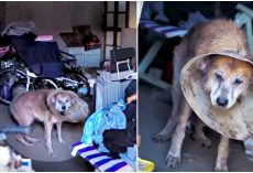 Old Gal Bolted In Room Barked To Be Let Out, Town Heard & Did Nothing