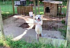 Hungry For Attention, He Wags Tail At Every Passerby, Hoping They’ll Set Him Free