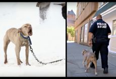 Pit Bull Chained Up In Snow Cried For Help And A Police Officer Gave Her The Chance Of A Lifetime