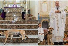 A Priest Brings Stray Dogs Into Mass So They Can Find New Families