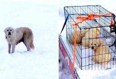 Couple Find 3 Shivering Puppies Living In A Sheep Carcass, Hunt For Mama Dog On
