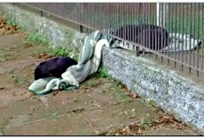 Puppy Drags Her Blanket Outside To Keep Another Cold Homeless Dog Warm