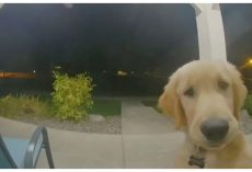 Puppy Escapes His Home, Instantly Regrets It & Rings Doorbell To Get Back In