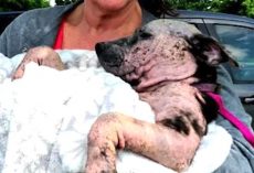 Puppy Left For Dead In A Sealed Box Wagged Her Tail In Hopes Someone Would Hear