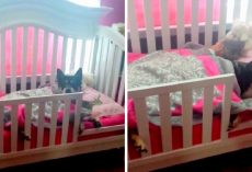 Mom Panics After Senior Rescue Dog Goes Missing, Finds Him Napping With Her Baby