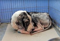 He Curled Up In A Ball, Waiting 2 Years For A Family Who’d Never Come For Him