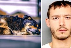 Man Viciously Stabs Dog To Death Because The Dog Wouldn’t “Get Along” With Him