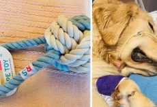 Dog Owner Warns Of Rope Toy Danger After Her Golden Retriever Passes Away
