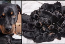 Rottweiler Gave Birth In The Middle Of Night, Babies Kept Coming Til 15 Were Born