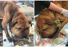 Dog’s Collar So Tight His Head Was Extremely Swollen And Jugular Vein Exposed