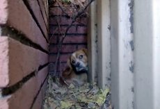 He Trembled With Fear As He Concealed Himself Behind Dumpster & Avoided The World