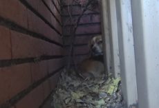 Dog With Heart On His Head Never Knew Love And Was Abandoned By His Owner