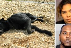 Owners Chain & Starve Dog For Months Till She Collapses, Claim She’s Not “Important”