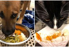 Shelter Animals Given Their Own Thanksgiving Meals So They Feel Included For Holidays