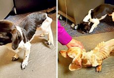 Owner Starves Dogs For Months & Dumps Them In A Parking Lot Before Thanksgiving