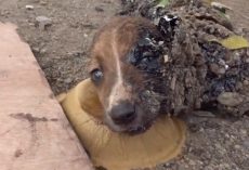 Puppies Found Covered In Hardened Tar Could Only Move Their Eyes