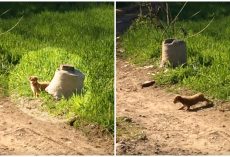 Puppy Discarded In The Road Scurries Off To The Brush, Emerges With A Posse