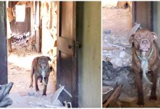 They Froze As Pit Bull Threatened To Charge- Her Growls Later Justified 6 Times