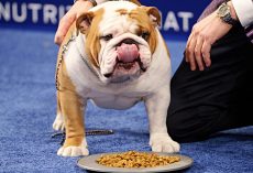Bulky Bulldog Wins ‘Best In Show’ Because Of His ‘Outstanding Overall Attitude’