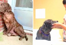 Traumatized Dog Was Never Shown Love Her Whole Life And Gets Her First Bath