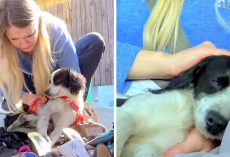 Dog Injured In Hit & Run Clutches His Rescuers Tight As He Loses Consciousness
