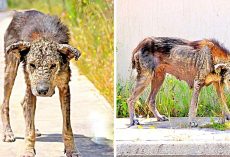 Unloved Dog’s Body Turns Hard Like Stone, She Loses All Mobility & Waits To Die