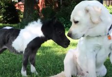 Tiny, Wobbly Horse Is Smaller Than Her Doggy Siblings