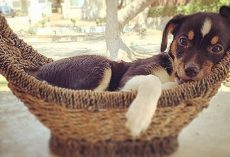 Woman Adopts Puppy That Kept Getting Sent Back To Shelter, Learned She’s No Ordinary Dog