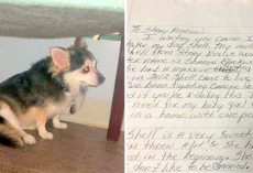 Woman Who Died Of Cancer, Left A Touching Note To Help Her Senior Dog Get Adopted