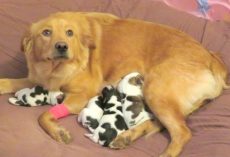 Workers Find Dumped Golden Retriever, As She Gives Birth To “Cow Babies”