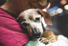 18-Yr-Old Blind Dachshund Was Dumped At Shelter, Clung To First Person Who Showed Her Love
