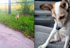 Abandoned Dog Crying On The Side of The Road Just Wanted To Kiss Her Rescuer
