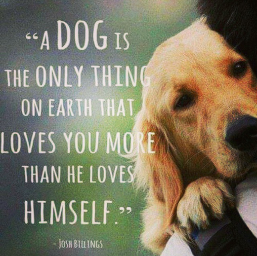 dogs and unconditional love