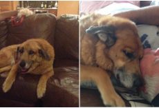A Family’s Dog Passed Away, 2-Days Later, They Received ‘A Sign’ That Let Them Know Everything Was OK