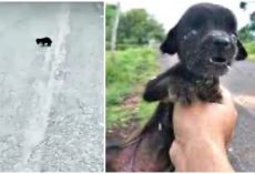 Blind Baby Shaking From Hunger Roamed Back And Forth And They All Passed Her By