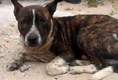 He Laid There With A Broken Leg, Waiting Years For A Kind Human To Come Along
