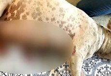 Owner Tries To Kill Pregnant Dog & Her Litter, Stabs Her All Over & Dumps Her