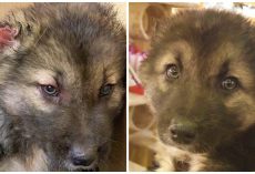 Puppy’s Ears Cut Off Using Scissors & No Anesthesia