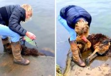 Psycho Owner Ties Large Rock To Dog & Throws Her In River, Laughs As She Drowns