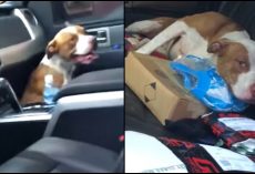 They Opened Their Car Doors After Yoga Class, Stray Pit Hops In & Won’t Leave