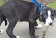 Family Throws Out Their Puppy Solely Because Of His Looks