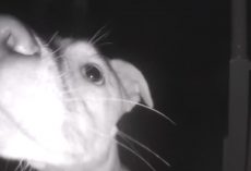 Dog Uses Doorbell To Get Owners’ Attention After Locking Herself Out At 2AM