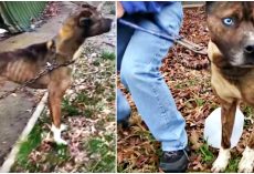 Dog With Electric Blue Eyes & Every Rib Showing Is Liberated From His Chain