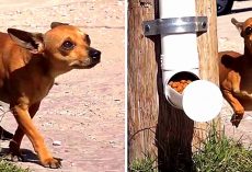 City Comes Up With Revolutionary Programs To Make Life Easier For Street Dogs