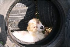 Mutilated Puppy Hid In Tire After His ‘Family’ Cut His Ears Off & Kicked Him Out